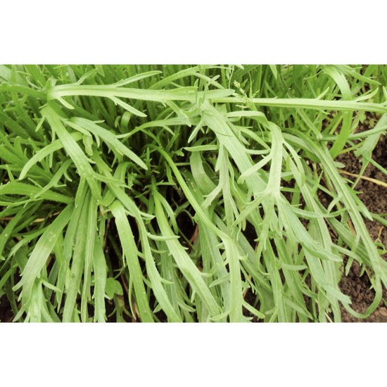 SALAD GREEN; Buckshorn Plantain